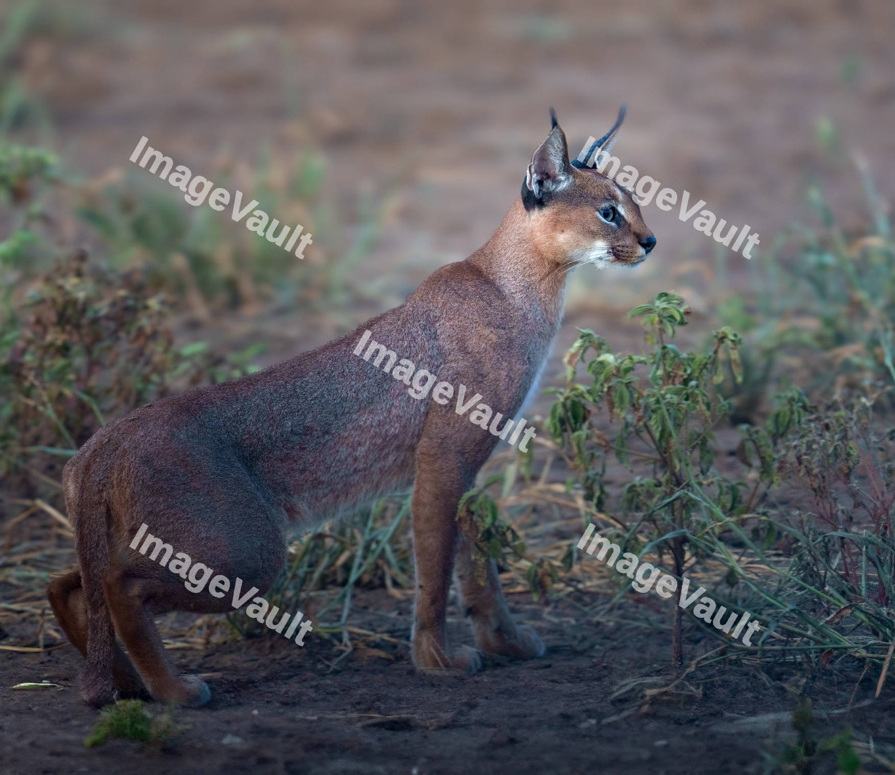 Caracal cat in the forest